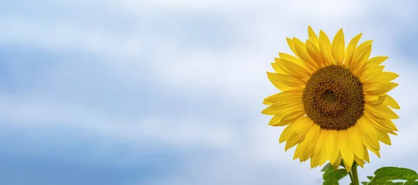 One sunflower on the right on sky background, close up, banner, copy space