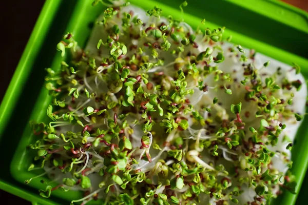 Close-up of micro herbs in the green box. Sprouting organic Microgreens. Seed Germination at home. Vegan and healthy food concept. Micro green. Growing sprouts, superfood.