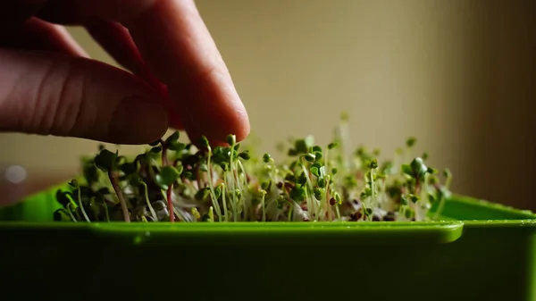 Close-up of micro herbs in the green box. Sprouting organic Microgreens. Seed Germination at home. Vegan and healthy food concept. Micro green. Growing sprouts, superfood.