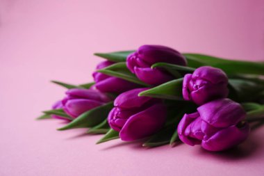 Close up spring fresh purple tulips on rose background for mother's day, valentines day, easter holidays postcard, invitation. Selective soft focus.