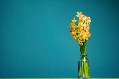 Narcissus bouquet. Spring composition. Yellow flowers daffodil in transparent bottle with blue background. Mother's day concept.