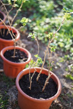 Terra cotta kaplarında kuşüzümü bitkileri var. Bitkilerin yenilenmesi ve bakım konsepti. Boşluğu kopyala
