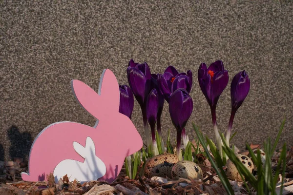 Easter in Germany outdor with a wooden pink Easter bunny standing between violet crocus with quail eggs at sunny day.
