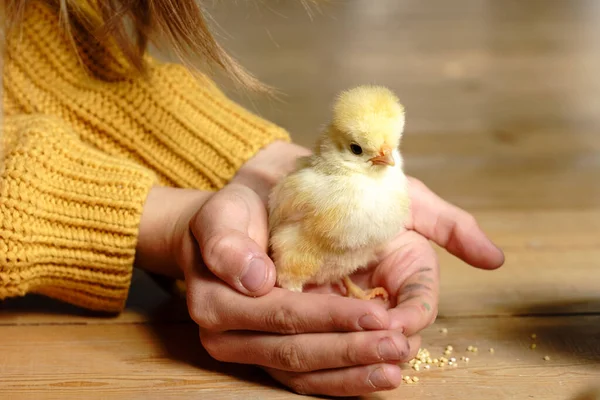 Pedigree chickens. Happy child girl holding chicken in her hands. Communication of child with animals, animal therapy. Child holding small chicken in his palms. Poultry farm. Hatched from an egg.