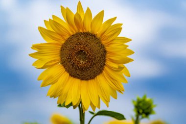 Büyük tarlada ayçiçekleri büyüyor. Yaza kadar harika bir ayçiçeği tarlası. Ayçiçeği sebze yağı üretimi için ekilen popüler bir tarladır. Kapatın. Seçici odak.