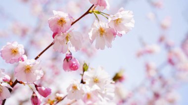 Bahar çiçekli kiraz dalı, kiraz çiçekli güzel bir Japon ağacı dalı, Bahar Çiçekleri, Kiraz, Sakura. Yumuşak odak.