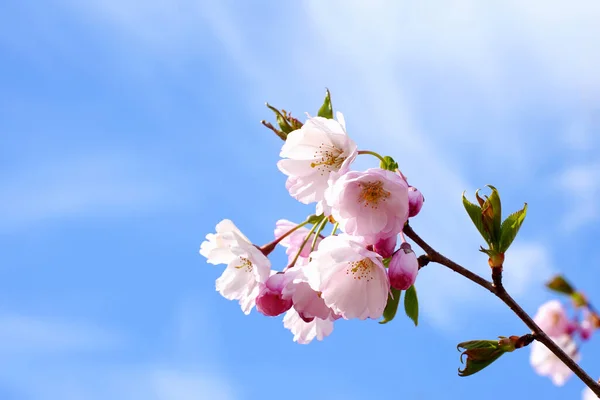 Spring Sakura Blossom Tree Branch City Beautiful Japanese Tree Branch — Stock Photo, Image
