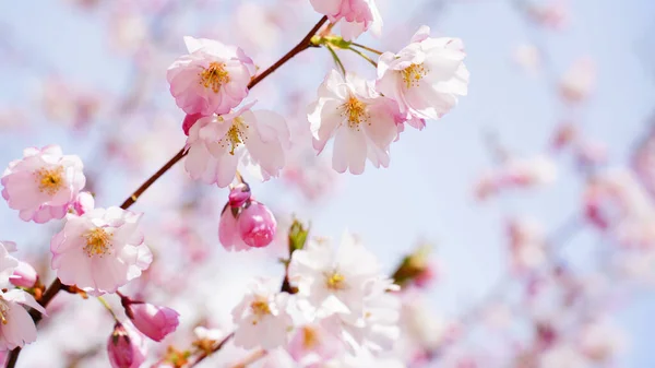 Cherry branch with flowers in spring bloom, A beautiful Japanese tree branch with cherry blossoms, Spring Flowers, Cherry, Sakura. Soft focus.