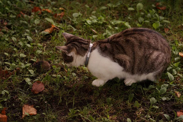 Gato Olha Para Mouse Jardim — Fotografia de Stock
