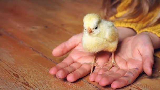 Руки Ребёнка Держат Жёлтого Новорожденного Цыпленка Родословная Курица Пальмах Общение — стоковое видео