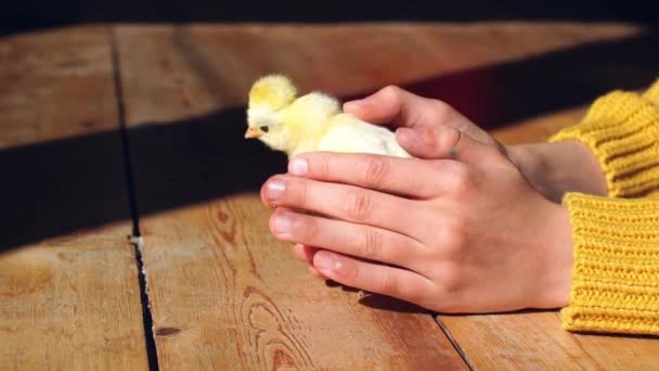 Sarı Yeni Doğmuş Civcivi Tutan Çocuk Elleri Avuç Içlerindeki Soylu — Stok video