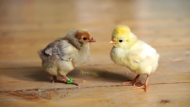 Δύο Μικρά Χαριτωμένα Μικροσκοπικά Νεογέννητα Μωρά Ξύλινο Πάτωμα Κοτόπουλα Ολλανδικά — Αρχείο Βίντεο