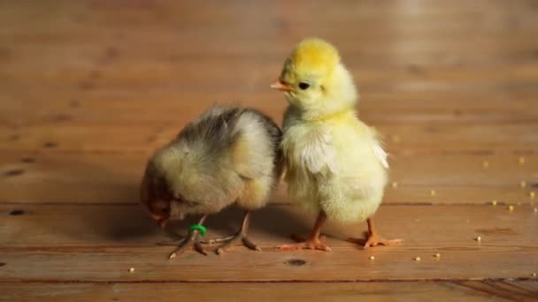 Two Small Cute Tiny Newborn Baby Chicks Wooden Floor Pedigree — Stock Video
