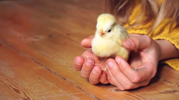 Sarı Yeni Doğmuş Civcivi Tutan Çocuk Elleri Avuç Içlerindeki Soylu — Stok video