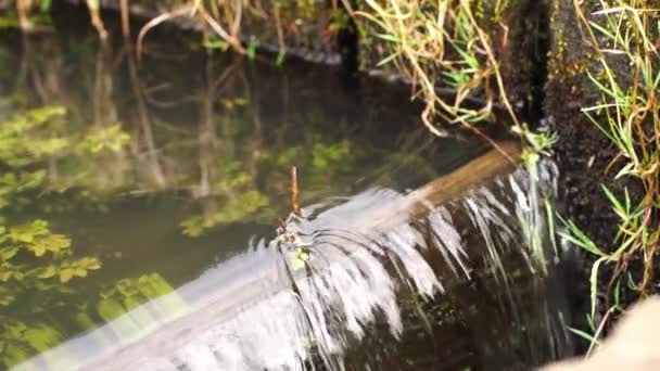 水の流れ 小さなコンクリートの滑走路のバラージ オーバーフローダム — ストック動画
