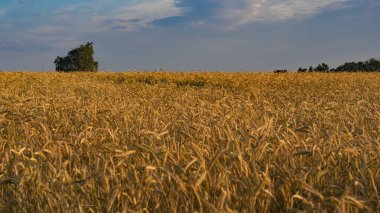 Mavi gökyüzü olan bir buğday tarlası, gıda krizi. Geriye doğru. İyi hasat.