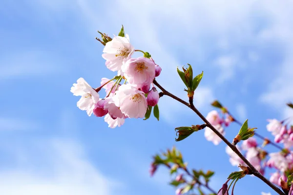 Cherry branch with flowers in spring bloom, A beautiful Japanese tree branch with cherry blossoms, Spring Flowers, Cherry, Sakura.