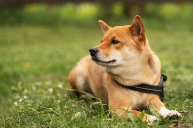 Köpek Shiba Inu çimlerin üzerinde yatar, yana bakar, sahibini bekler. Köpek ve sahibi arasındaki bağ. Köpek sadakati.