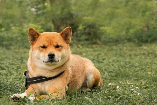 A serene moment of canine companionship, as the Shiba Inu rests on the grass, eagerly awaiting its owner\'s return under the warm summer sun.