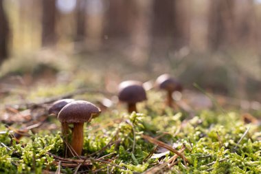 Şafakta sonbahar çam ormanında yosun üzerinde çam mantarı. Xerocomus mantarlı sonbahar manzarası. Boşluğu kopyala.