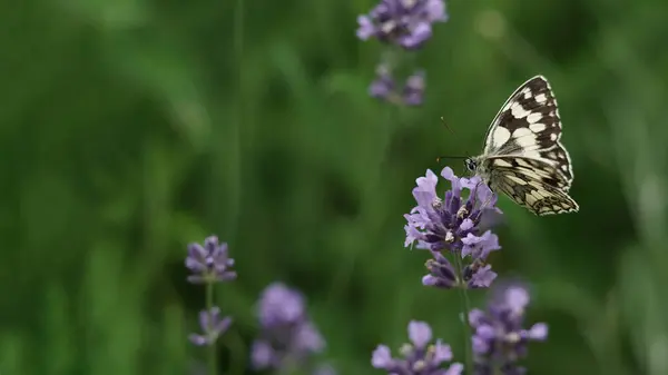 Melanargia galaksisi, Papilio galaksisi Linnaeus kelebeği, Almanya 'daki bir lavanta çiçeğinden nektar yudumluyor. Kopyalama alanı olan pankart.