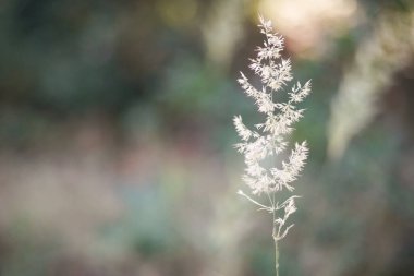 Sabahın erken saatlerinde doğanın güzelliği, ön bahçedeki çimlerin makro yakın çekimi ve bahçedeki güzel doğal bokeh, sessiz parkta ya da bulanık arka planda çimenler..