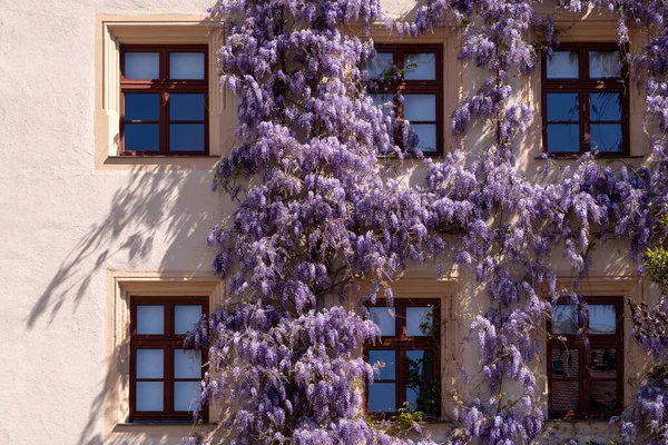 A building wall covered with purple wisteria flowers. The windows are framed by the hanging blooms, adding color to the beige exterior.