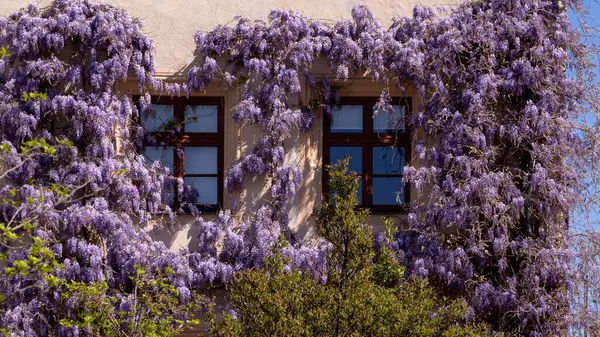 Wisteria vines with purple flowers are draped over a building, giving the windows a colorful floral frame against the wall.