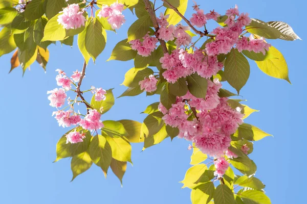 Close-up shot of cherry branch with flowers in spring bloom with blue sky in background. A beautiful Japanese tree branch with cherry blossoms, Spring Flowers, Cherry, Sakura. Copy space.