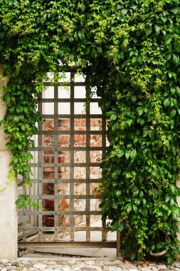 Taştan eski bir avluda yemyeşil sarmaşıklarla kaplanmış yemyeşil sarmaşıklar tarafından kısmen gizlenmiş demir bir kapı. Tenha bahçe veya şehir vahası, sükunet ve ahenk.