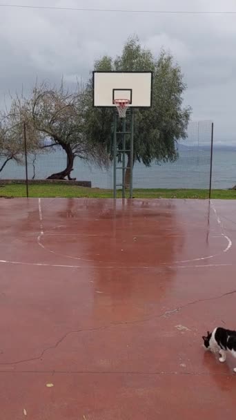 Basketball Court Sea Cat — 图库视频影像
