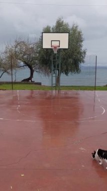 basketball court with sea and cat