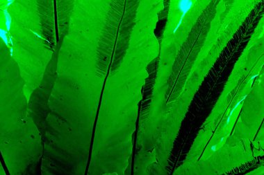 yeşil yapraklar, bitki yaprakları