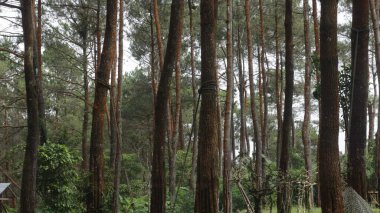 forest in the mountains, nature series