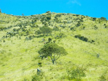 green grass with the sky in the background