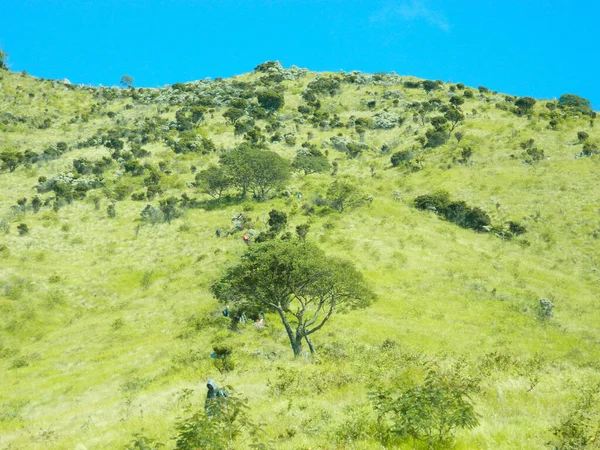 green grass with the sky in the background