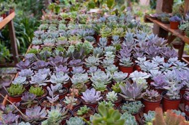 ornamental plant, crassas and cactus nursery in a colony in misiones, argentina, The owner is a lady worker of the colony.