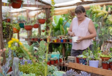 ornamental plant, crassas and cactus nursery in a colony in misiones, argentina, The owner is a lady worker of the colony.