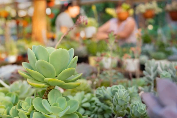 ornamental plant, crassas and cactus nursery in a colony in misiones, argentina, The owner is a lady worker of the colony.