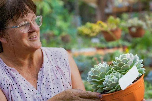ornamental plant, crassas and cactus nursery in a colony in misiones, argentina, The owner is a lady worker of the colony.
