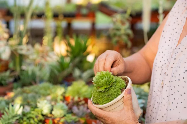 ornamental plant, crassas and cactus nursery in a colony in misiones, argentina, The owner is a lady worker of the colony.