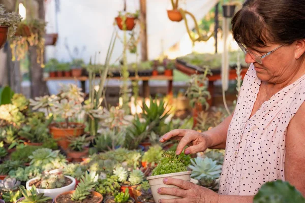ornamental plant, crassas and cactus nursery in a colony in misiones, argentina, The owner is a lady worker of the colony.