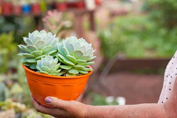 ornamental plant, crassas and cactus nursery in a colony in misiones, argentina, The owner is a lady worker of the colony.