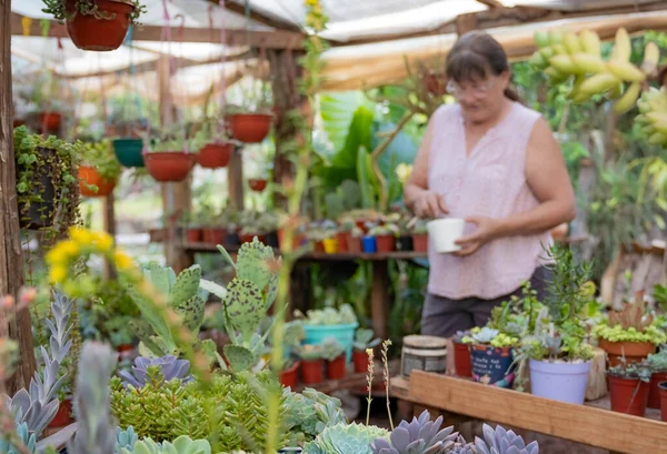 ornamental plant, crassas and cactus nursery in a colony in misiones, argentina, The owner is a lady worker of the colony.