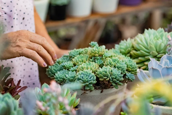 ornamental plant, crassas and cactus nursery in a colony in misiones, argentina, The owner is a lady worker of the colony.