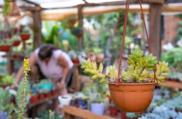 ornamental plant, crassas and cactus nursery in a colony in misiones, argentina, The owner is a lady worker of the colony.