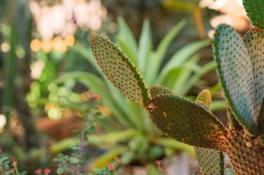 female person working in the care and attention of a nursery of ornamental plants, crassulas and cacti in a colony in misiones, argentina.
