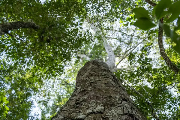 Missione ormanında yol. Salto encantado taşra parkı