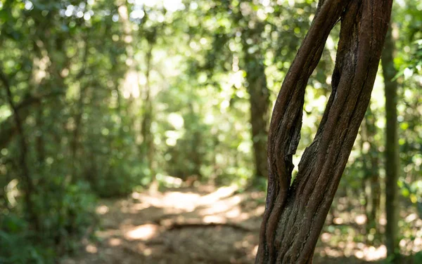 Missione ormanında yol. Salto encantado taşra parkı