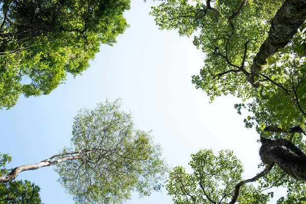 Missione ormanında yol. Salto encantado taşra parkı